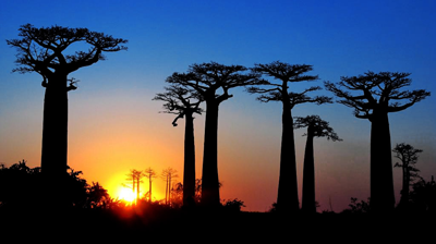 Sunset with Baobab Trees, GISAID Workshop, Madagascar, Influenza, 2018